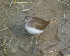 Image of Green Sandpiper