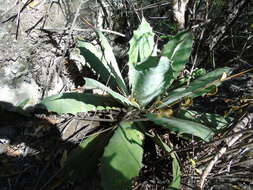 Image of Agave potatorum Zucc.