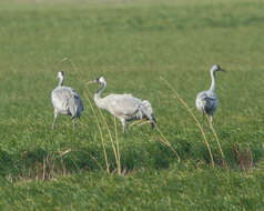 Image of Common Crane