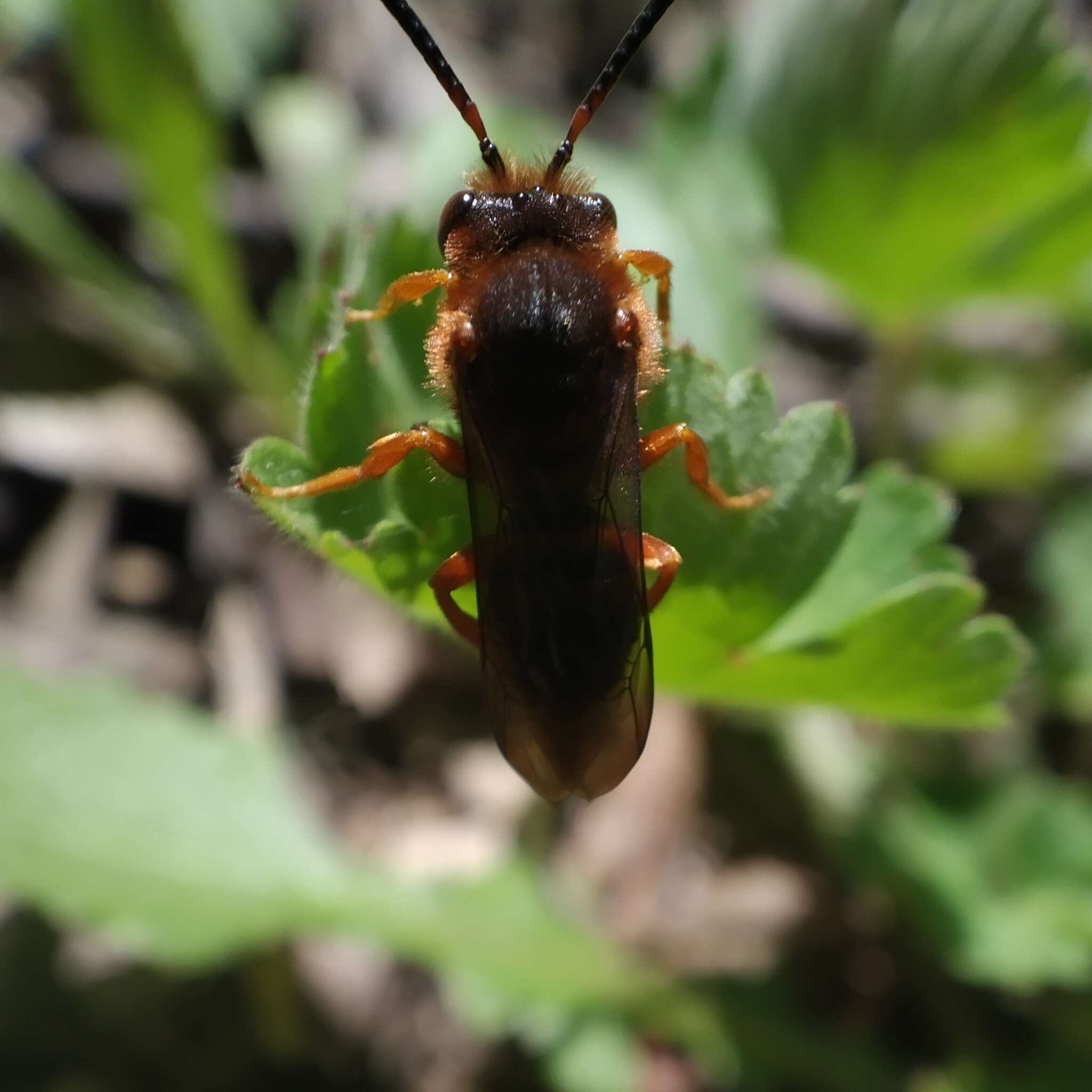 Image de Nomada agrestis Fabricius 1787