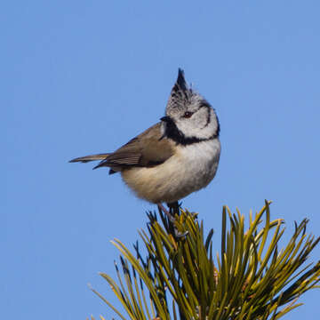 Image of Lophophanes Kaup 1829