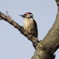 Image of Lesser Spotted Woodpecker