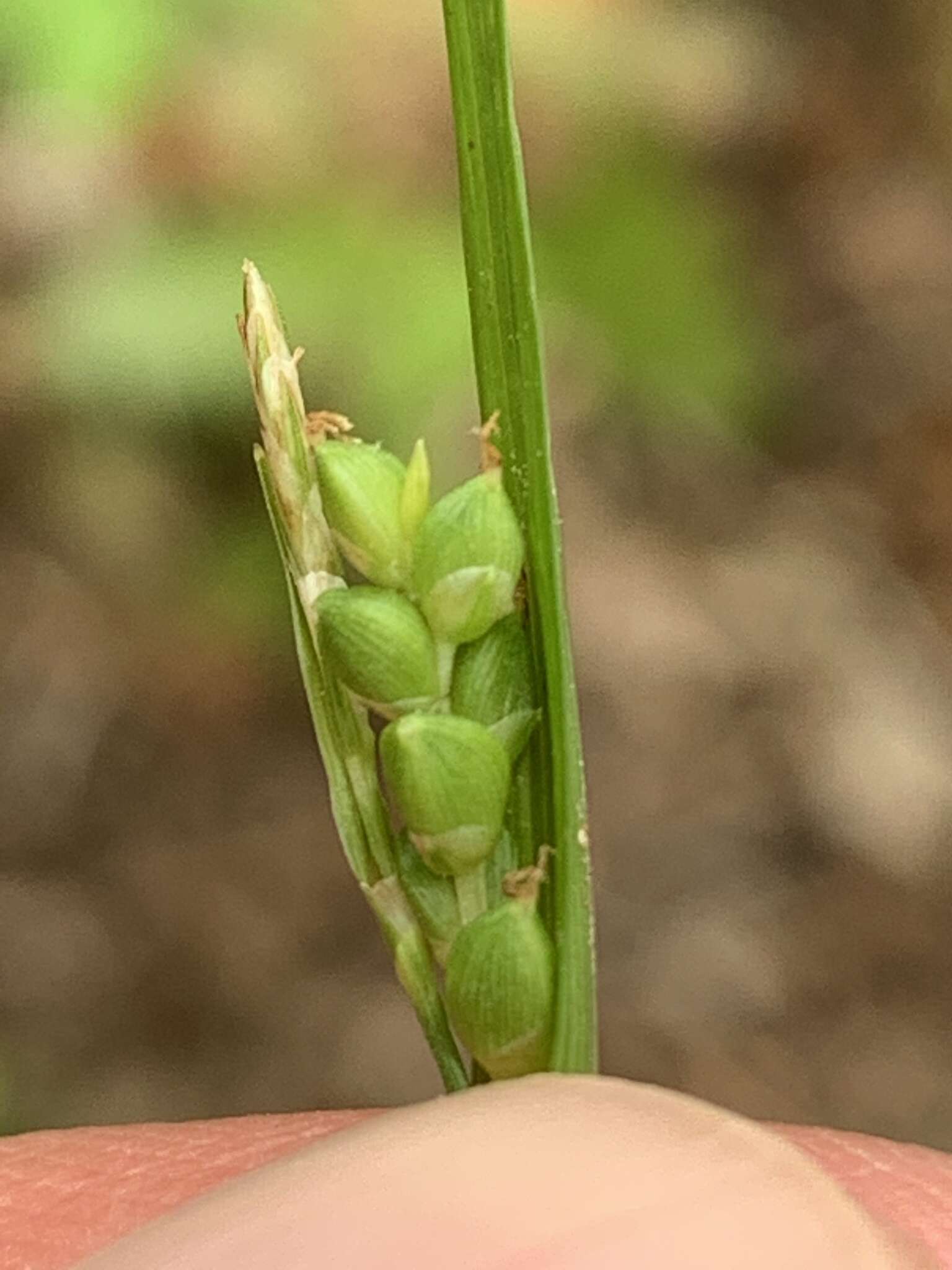 Image of Cumberland sedge