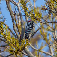 Image of Lesser Spotted Woodpecker