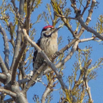 Image of Lesser Spotted Woodpecker