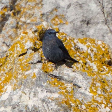 Plancia ëd Monticola solitarius (Linnaeus 1758)