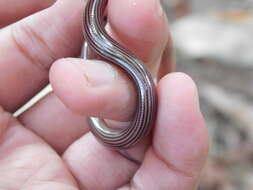 Image of Striped Blind Snake