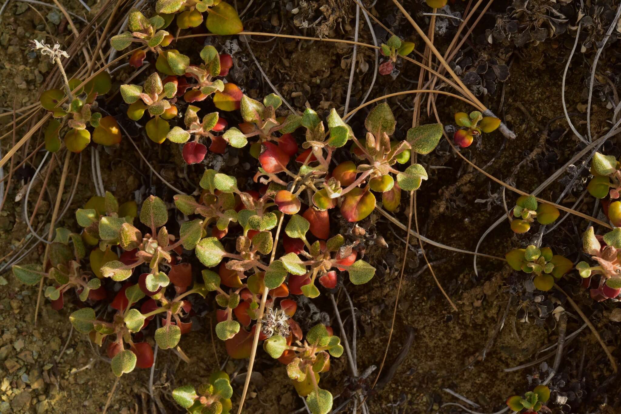 Image of Snow Mountain buckwheat