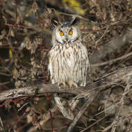 Image of Long-eared Owl