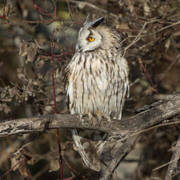 Image of Long-eared Owl