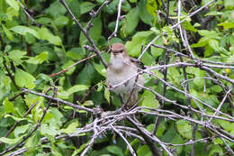 Image of nightingale, common nightingale