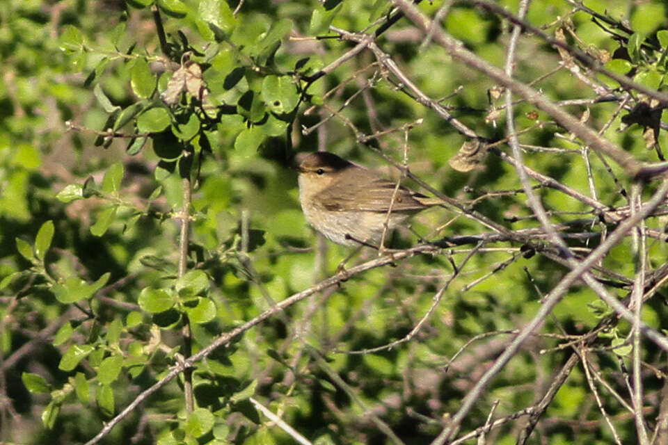 Image of Siberian Chiffchaff