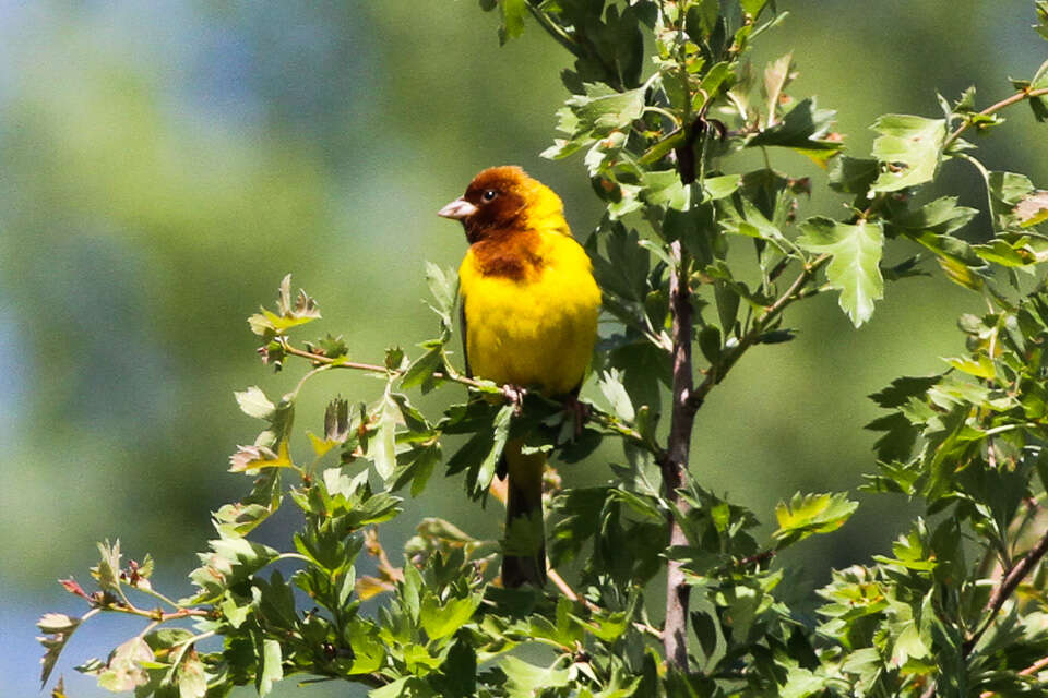 Image of Brown-headed Bunting