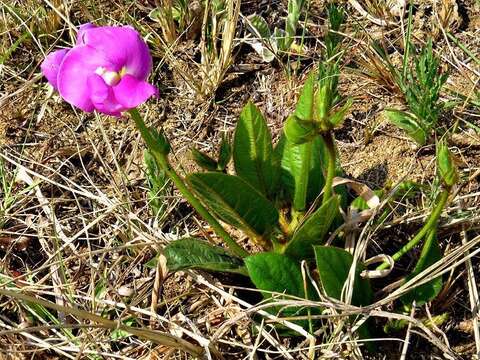 Image of <i>Vigna vexillata</i> var. <i>davyi</i>