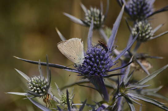 Image of <i>Polyommatus dolus</i>