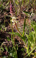 Image of Lachenalia pallida Aiton