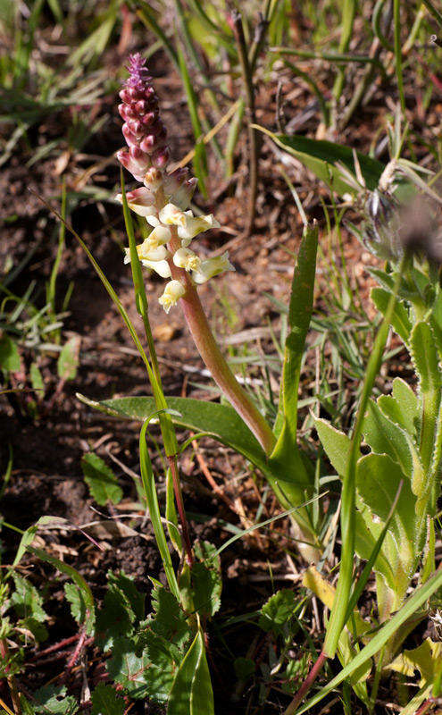 Image of Lachenalia pallida Aiton