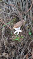 Image of Pinguicula parvifolia Robinson