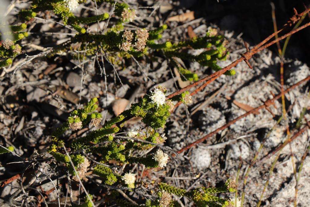 Image of Agathosma scaberula Dümmer