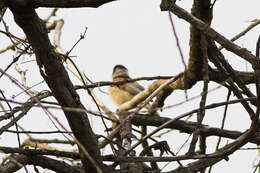 Image of White-Crowned Penduline Tit