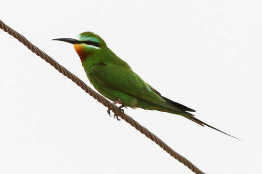 Image of Blue-cheeked Bee-eater