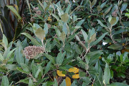 Image de Olearia avicenniifolia (Raoul) Hook. fil.