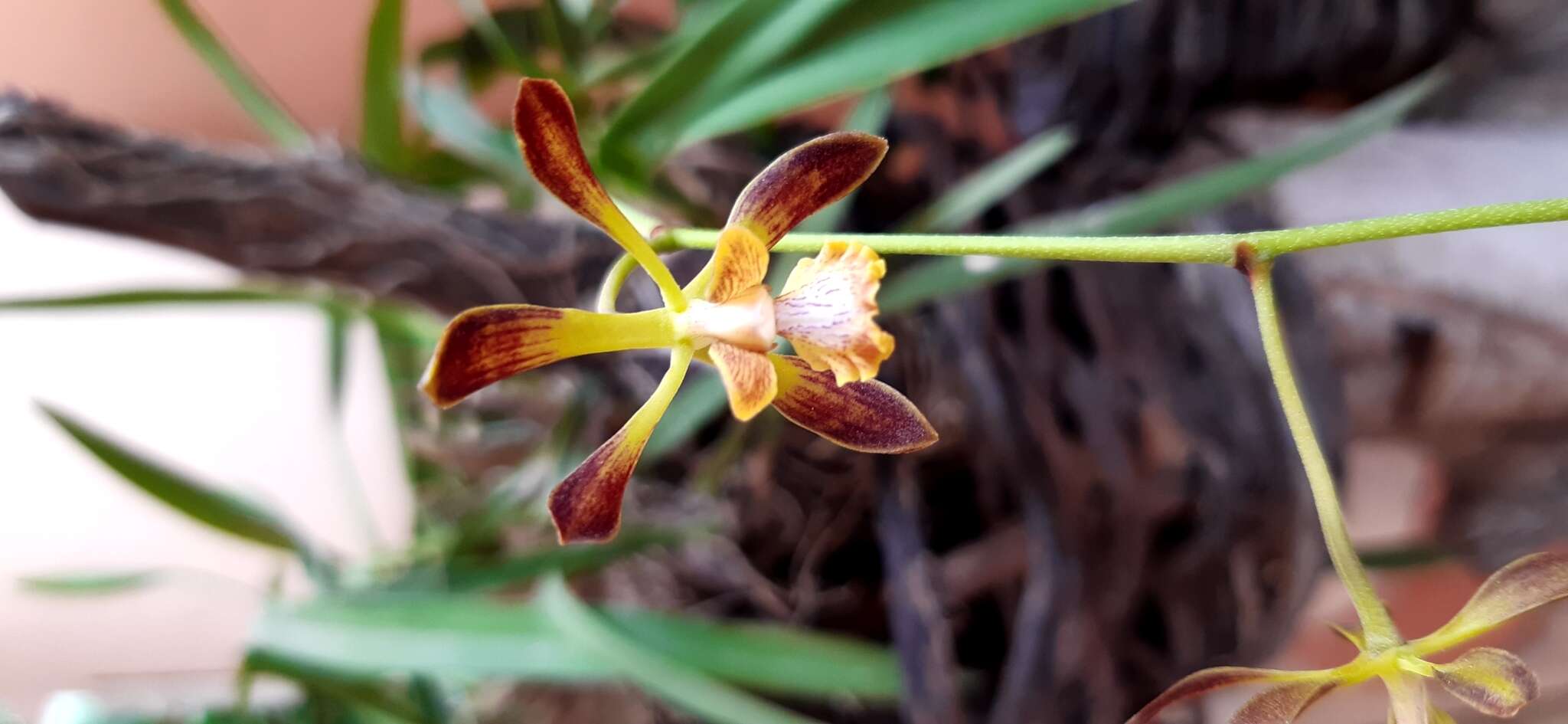 Image of Encyclia alata subsp. parviflora (Regel) Dressler & G. E. Pollard