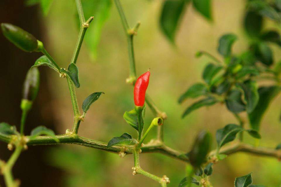 Image of cayenne pepper