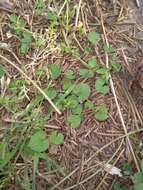 Plancia ëd Dichondra sericea Sw.