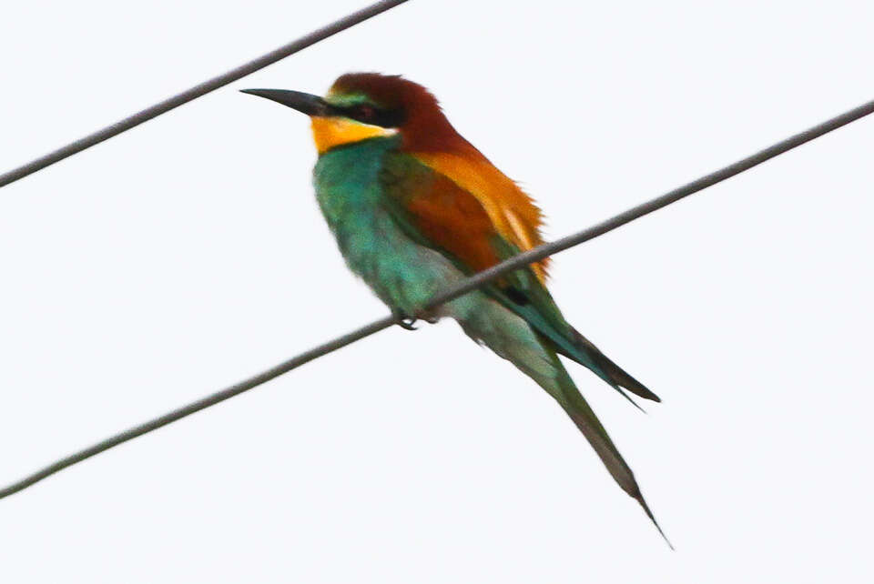 Image of bee-eater, european bee-eater