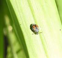 Image of Leaf beetle