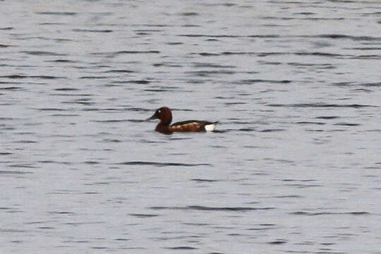 Image of Ferruginous Duck