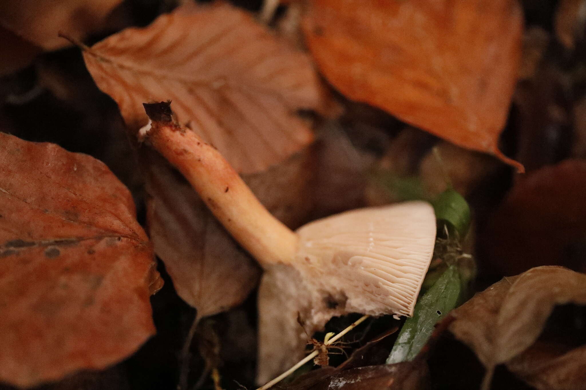 Image of Birch Milkcap