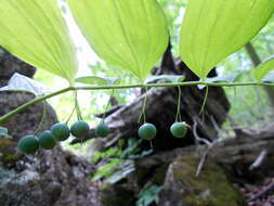 Polygonatum pubescens (Willd.) Pursh resmi