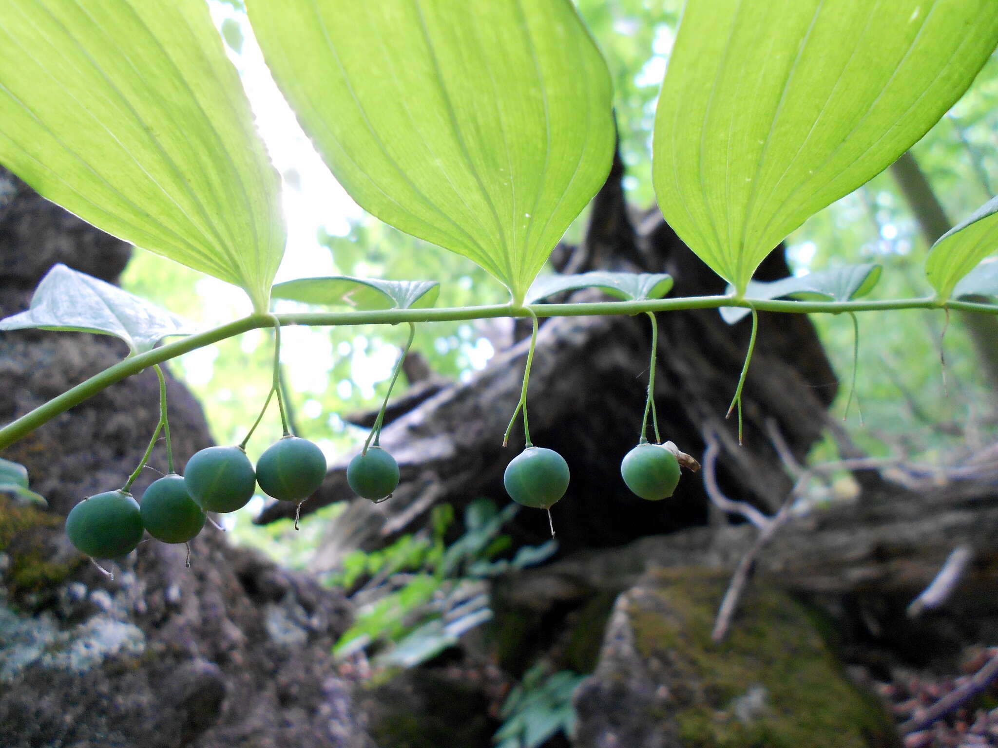 Polygonatum pubescens (Willd.) Pursh resmi