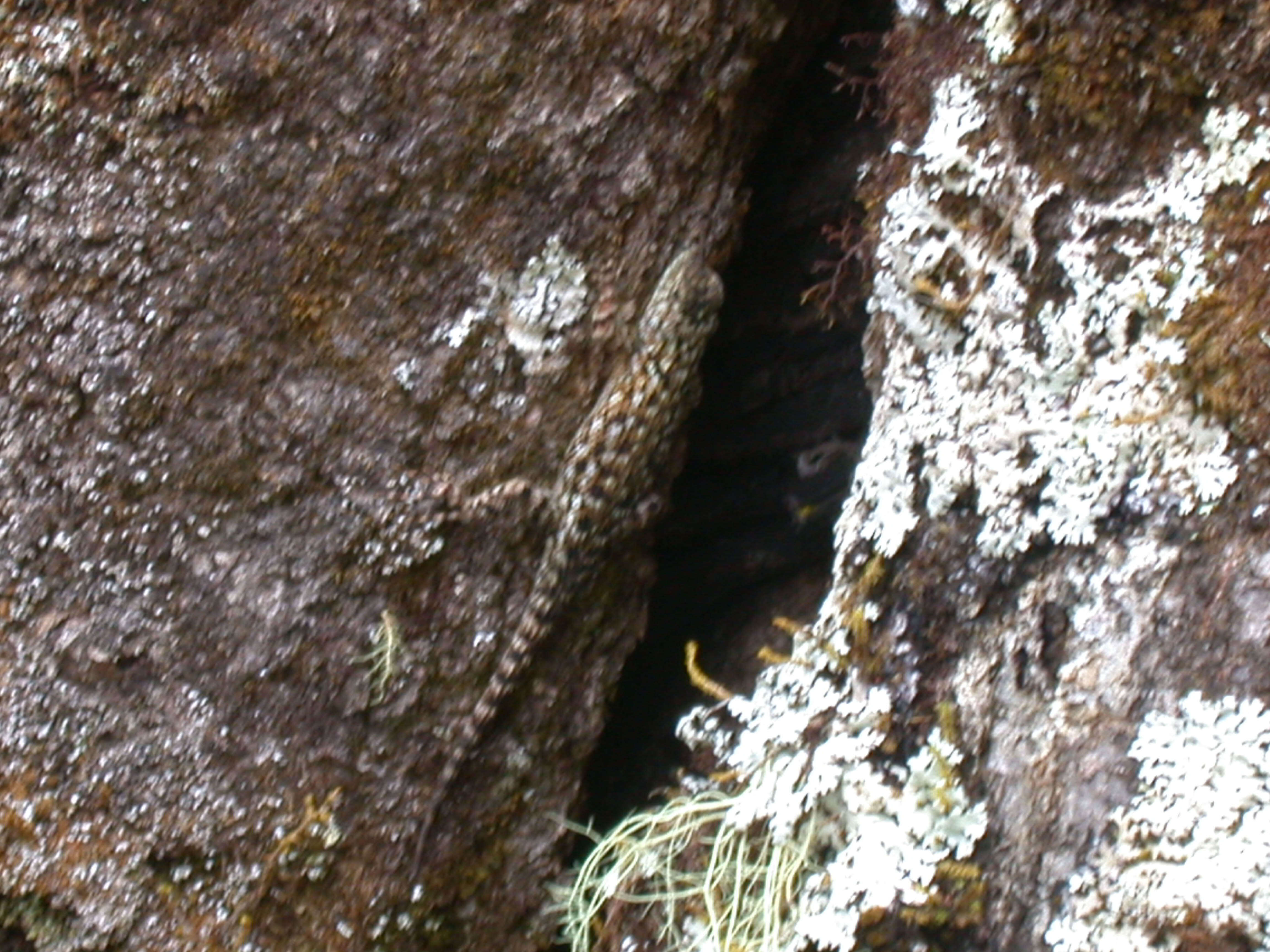 Image of Green Spiny Lizard