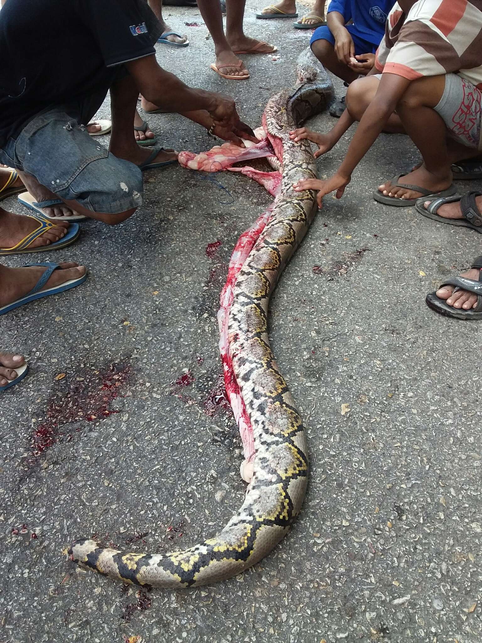 Image of Malayopython reticulatus reticulatus (Schneider 1801)