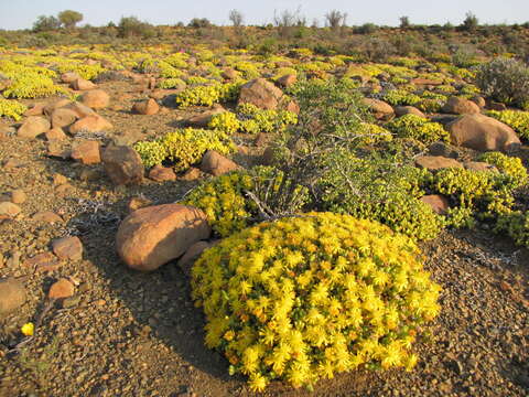 Слика од Rhinephyllum luteum (L. Bol.) L. Bol.