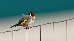 Image of European Goldfinch