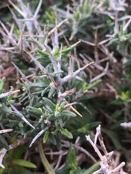 Image of Teucrium balearicum (Coss. ex Pau) Castrov. & Bayon