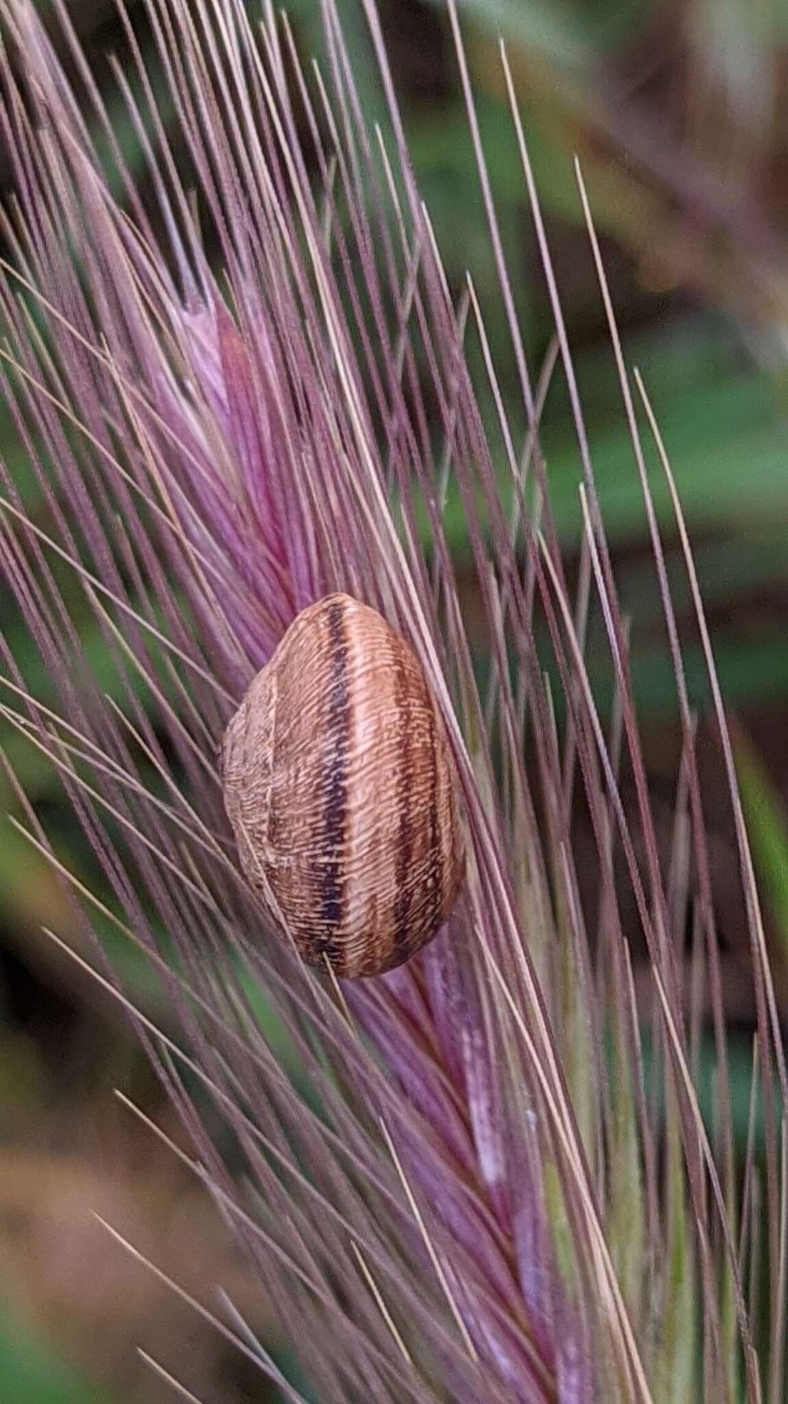 Image of Xerosecta reboudiana (Bourguignat 1863)