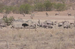 Image of Gemsbok