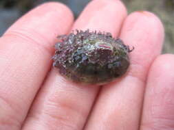 Image of volcano keyhole limpet