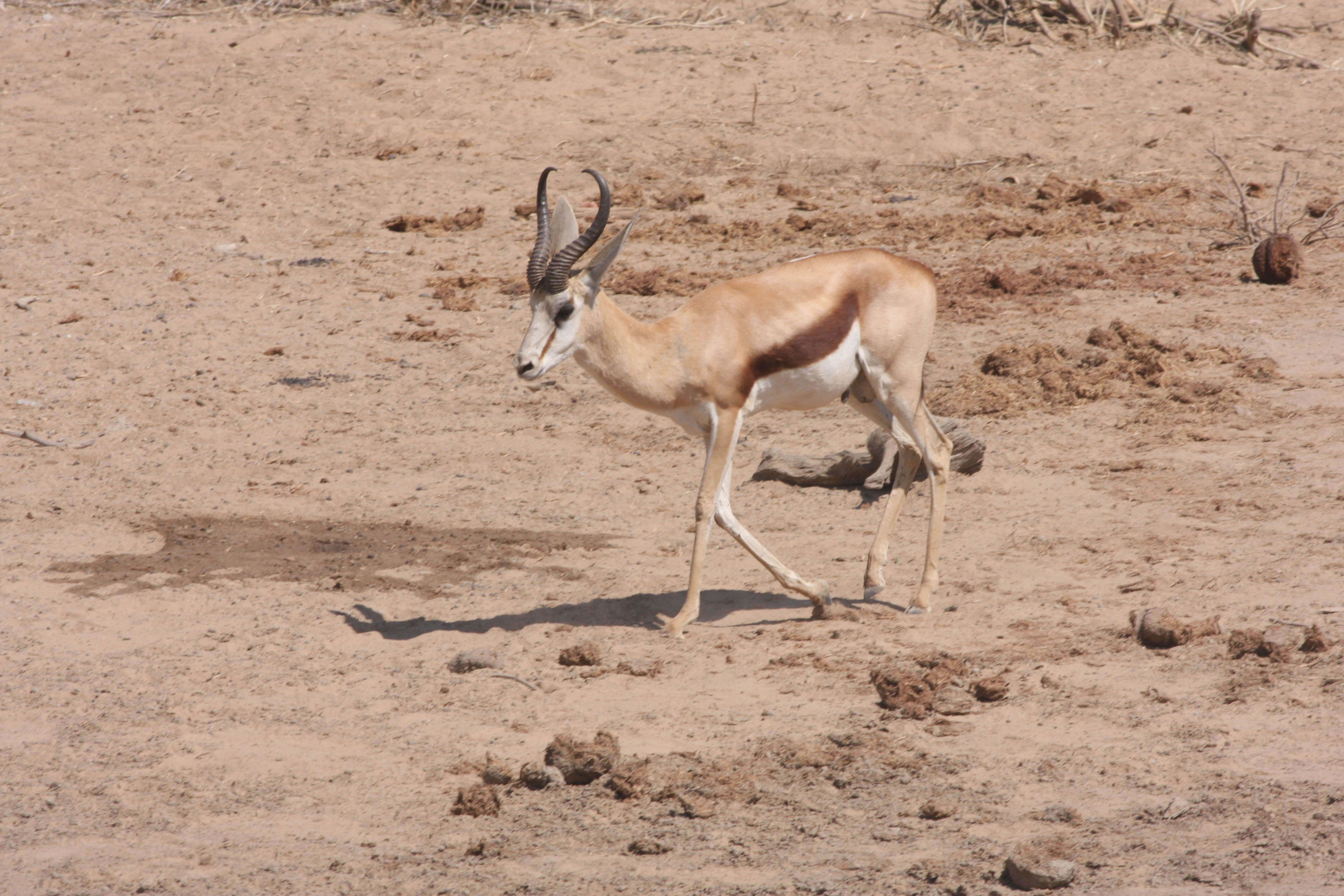 Image of Springbok