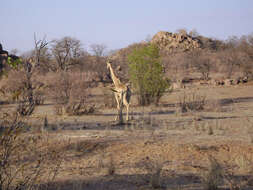 Image of Giraffe