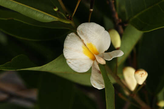 Image of Baphia laurifolia Baill.