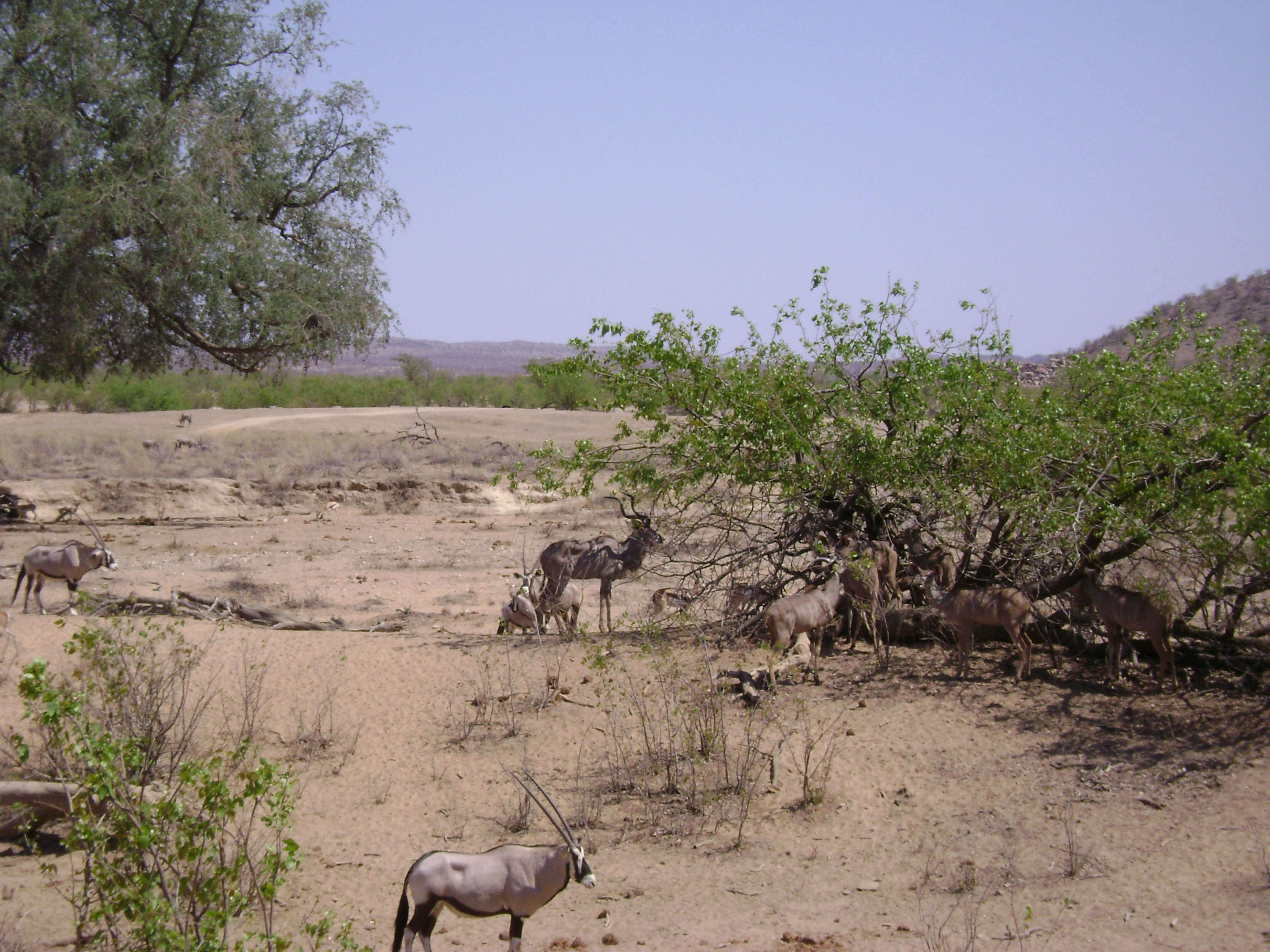 Image of Gemsbok