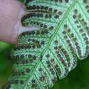 Image of Deltoid Maiden Fern