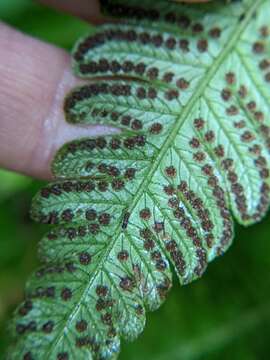 Image of Deltoid Maiden Fern