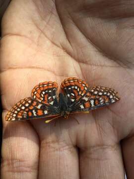 Image de Euphydryas editha (Boisduval 1852)